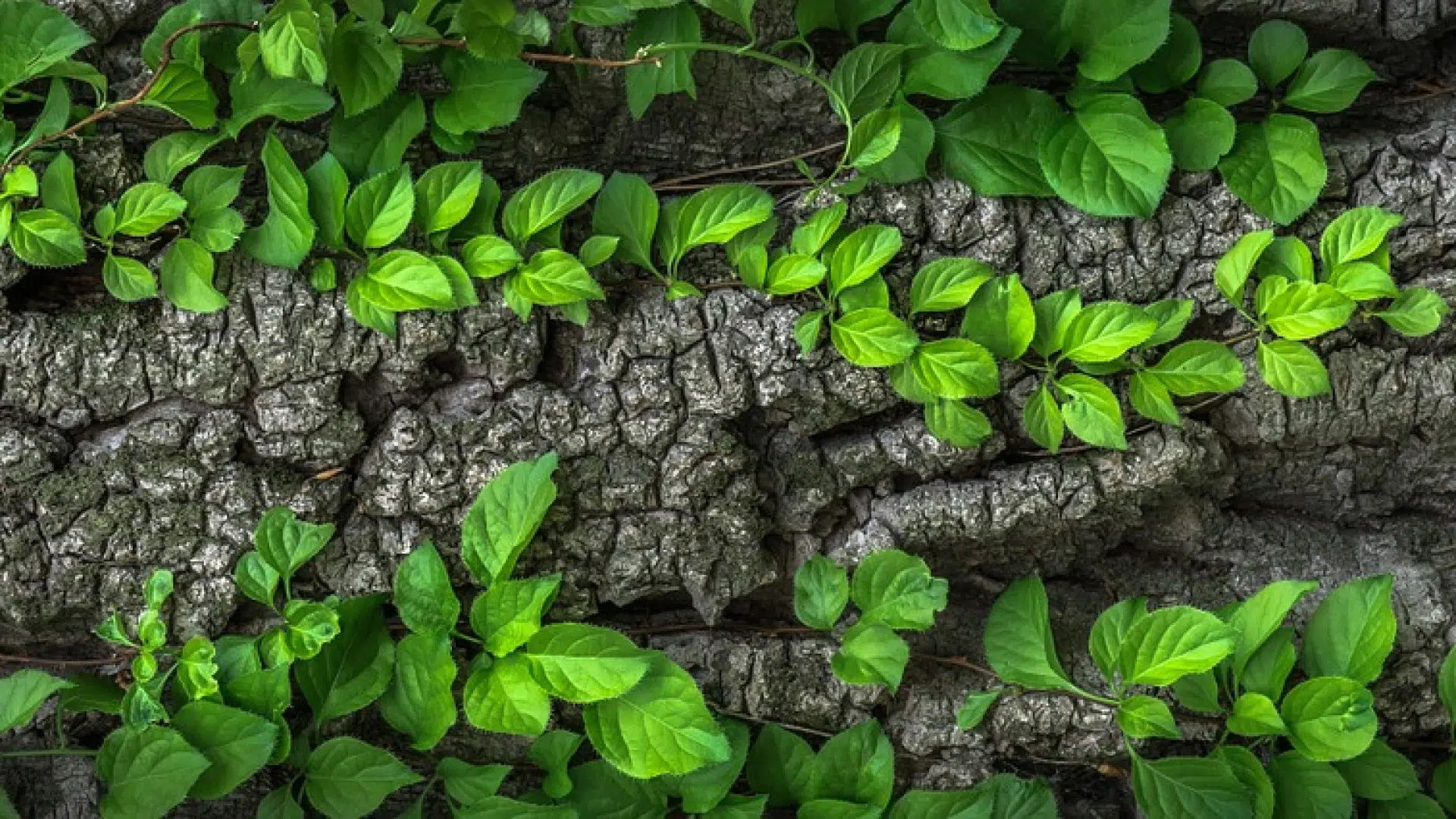 Comment acheter et cultiver des plantes aromatiques ?