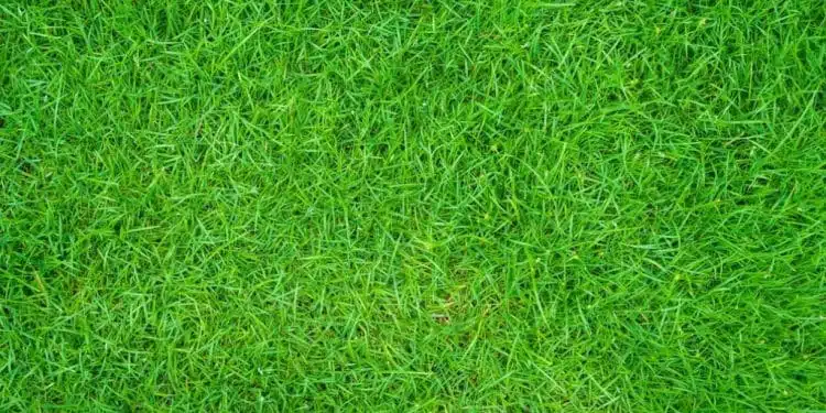 Les pièges à éviter pour perdre du poids en adoptant une alimentation saine